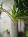 Indoor plants